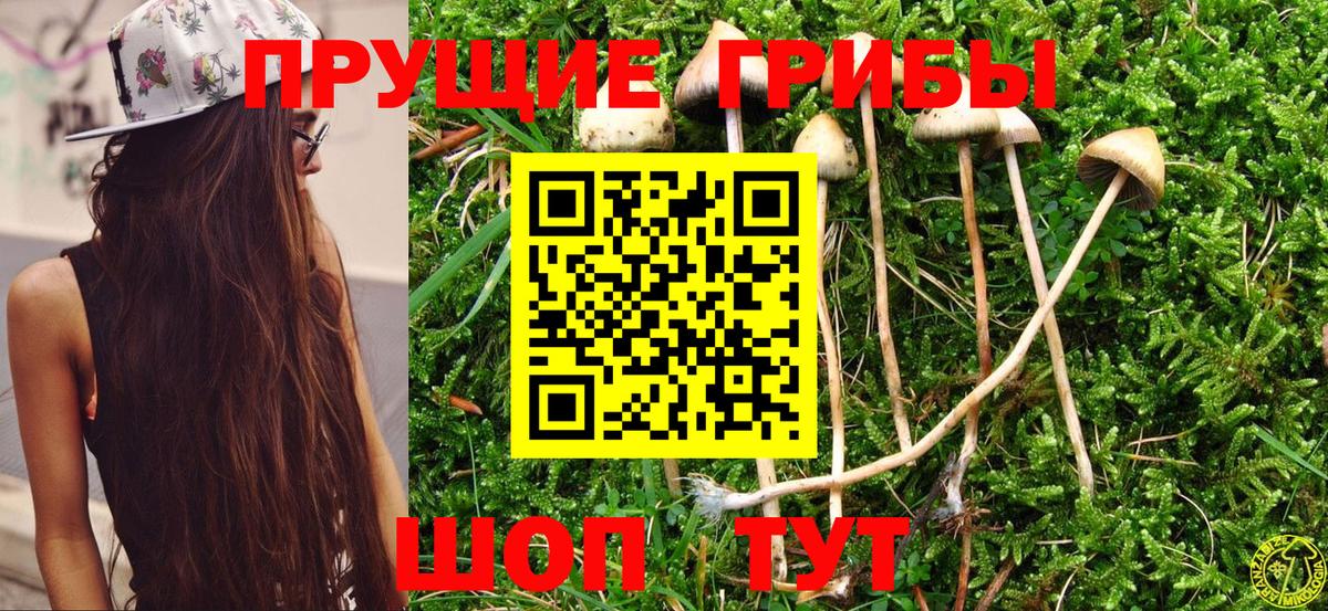 Галлюциногенные грибы Psilocybe  Вход с VPN  Барнаул  Псилоцибиновые грибы Psilocybe 